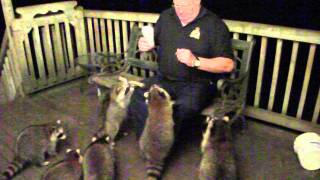 Feeding Raccoons 30 August 2014 [upl. by Animor904]