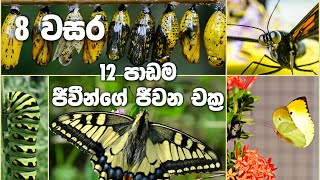 Grade 8 Science Unit 12  Life Cycles  ජීවීන්ගේ ජිවන චක්‍ර [upl. by Stulin]