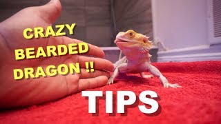 Tips On Taming A Bearded Dragon  My Dragons Training Routine [upl. by Amleht395]