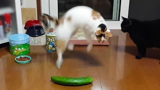 People Are Scaring Cats With Cucumbers [upl. by Enamrej]