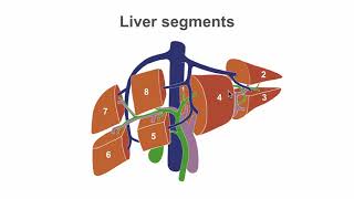 Basic Sonographic Anatomy of the Liver [upl. by Atiuqad]