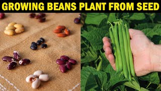 How to grow BEANS From SEED  How to grow Beans at Home [upl. by Dnalloh518]