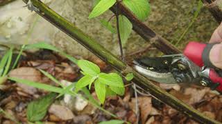 Pruning Perennial Plants Salvia Care [upl. by Pedrick566]