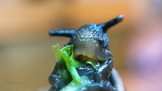 Snail Eating Lettuce MACRO [upl. by Airlie599]