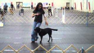 Rally Obedience Novice A [upl. by Yliab]