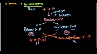 Hexose monophosphate shunt  pentose phosphate pathway [upl. by Rianna60]