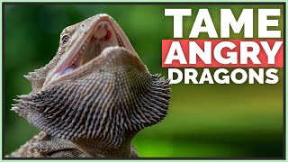 How I Tame Angry amp Scared Bearded Dragons [upl. by Georglana436]