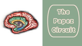 The Papez Circuit [upl. by Kitarp609]