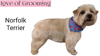 Grooming a Pet Norfolk Terrier [upl. by Llenej596]