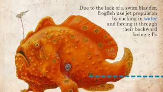 Frogfish facts  Marine Life in 45 Seconds [upl. by Hubsher]