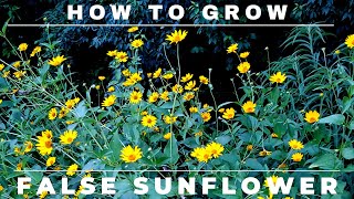 Heliopsis  How to Grow False Sunflower [upl. by Zinah158]