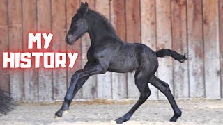 The history of the Friesian horses While watching Marije and Saly and the others [upl. by Ttezzil]