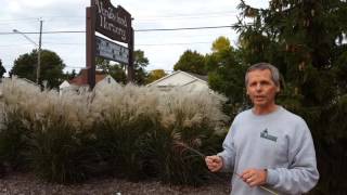 Ornamental Grass  Miscanthus Graziella [upl. by Lyrrad]