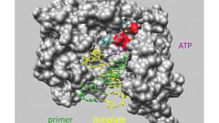 RNA Synthesis Lecture 6 [upl. by Ellekcir]