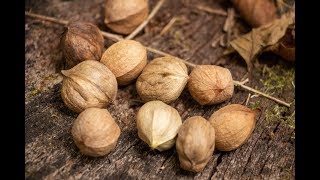 Wild And Edible Hickory Nuts [upl. by Notnef592]