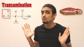 Overview on Amino acid metabolism شرح بالعربي لمصير الأمينو أسيد [upl. by Oilejor]