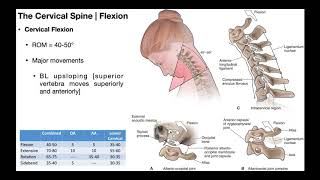 Cervical Flexion amp Extension BIOMECHANICS [upl. by Cullen535]