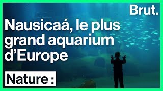 Visite guidée de laquarium Nausicaá [upl. by Ainival443]