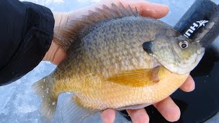 Michigan Ice fishing monster Bluegills [upl. by Malcolm]