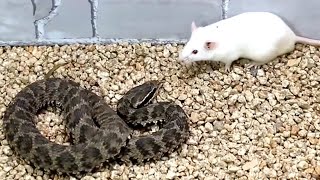 Snake attack rat Snake venom experiment [upl. by Egbert]