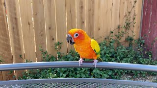 Sun Conure Screaming [upl. by Harim26]