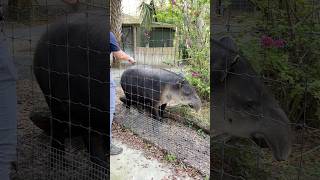 Baird’s Tapir ​⁠​⁠BrevZoo [upl. by Leiuqeze741]