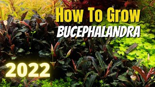 How to Grow Bucephalandra in 2022 [upl. by Odnalor]