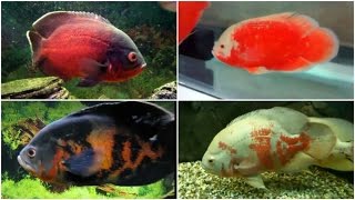 12 Different Types of OSCAR fish [upl. by Selwin]