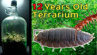 12 Year Old Terrarium  Life Inside a closed jar Over a decade in isolation [upl. by Carbone]