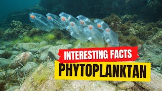 Phytoplankton Facts [upl. by Eelanej]