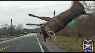 Police footage shows how to react when a deer crosses the road [upl. by Nicodemus]