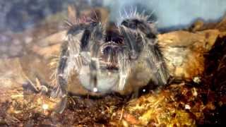 Tarantulas grooming themselves [upl. by Evars685]