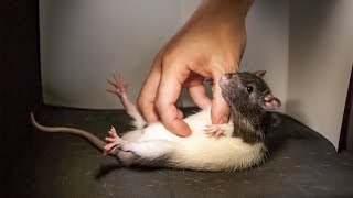 Rats get ticklish just like humans [upl. by Mcdougall816]