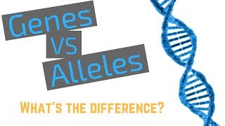 Genes vs Alleles [upl. by Enimaj557]