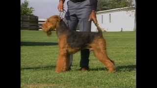 Airedale Terrier  AKC Dog Breed Series [upl. by Frum92]