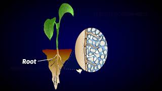 Mycorrhiza as biofertilizer [upl. by Aniretak]