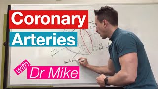 Coronary Arteries  Cardiology [upl. by Aisatnaf93]