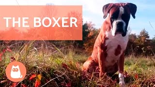 The BOXER Dog  Traits and Training [upl. by Zenitram]