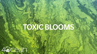 Toxic Algae Blooms [upl. by Nawiat]