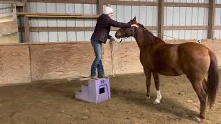 Teaching your horse to pick you up off a mounting block [upl. by Einnok]