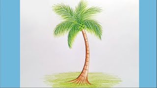 How to draw Coconut tree step by step [upl. by Ailelc]