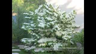 Viburnum plicatum tomentosum  Doublefile Viburnum [upl. by Mathews290]