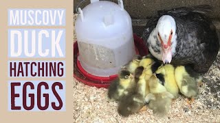 Muscovy Duck Hatching Eggs [upl. by Ettedualc]