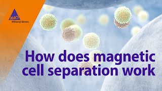 How does magnetic cell separation work [upl. by Eserrehs113]