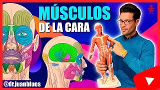 MÚSCULOS DE LA CARA ‼️ Anatomía [upl. by Jacobsohn24]