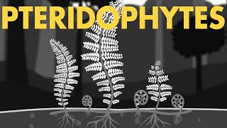 Life cycle of Pteridophytes Class 11 Animation  Plant Kingdom Class 11  NEET Botany [upl. by Ynoffit717]