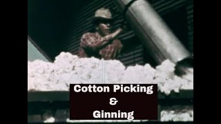 1950s COTTON INDUSTRY amp COTTON HARVESTING IN SOUTHERN USA 53994 [upl. by Nnylak298]