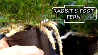 Rabbits Foot Fern [upl. by Mackey143]