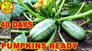 How to grow quick pumpkins [upl. by Lovering]