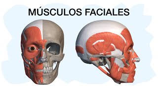 MÚSCULOS FACIALES ✅ Anatomía fácil de entender [upl. by Vivianna953]